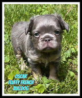 Oscar Male AKC Fluffy French Bulldog $2000
