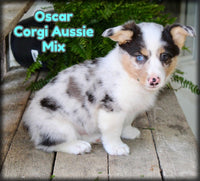 Oscar Male Corgi Aussie Mix $975