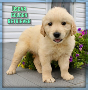 Golden Retriever
