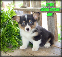 Ottis Male Corgi Aussie Mix $825