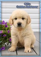 Ottis Male Golden Retriever $999