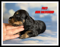 Paco Male ICA Mini Dachshund $1560