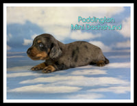 Paddington Male ICA Mini Dachshund $2560
