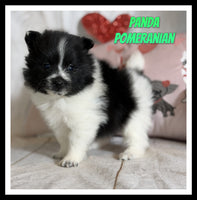 Panda Male ACA Pomeranian $1375