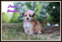 Morkie