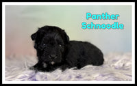 Panther Male Schnoodle $1375