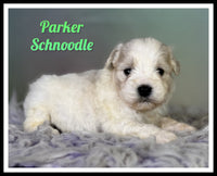 Parker Male Schnoodle $1375