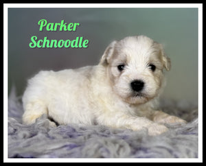 Schnoodle