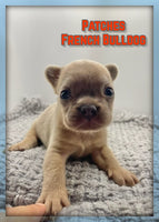 Patches Male AKC French Bulldog $1550