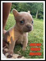 Patches Male AKC French Bulldog $1550