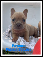 Patches Male AKC French Bulldog $1150