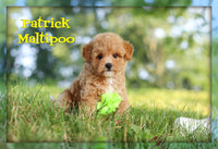 Patrick Male Maltipoo $1600