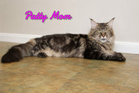 Pippa Female Maine Coon $1500