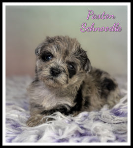 Schnoodle