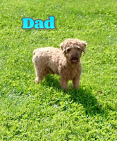 Ron Male Mini Poodle $575