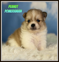 Peanut Male ACA Pomeranian $1525