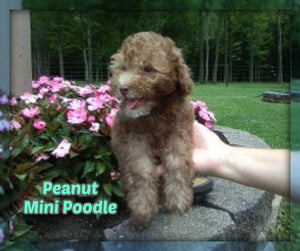 Mini Poodle