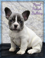 Pearl Female AKC French Bulldog $1800