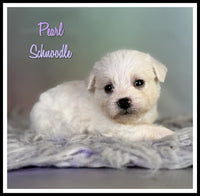 Schnoodle
