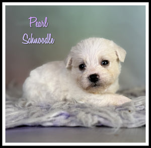 Schnoodle