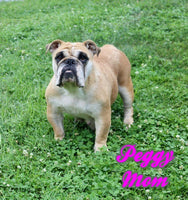 Winston Male AKC English Bulldog $2350