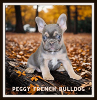 Peggy Female AKC French Bulldog $1350