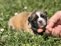 Pekingese