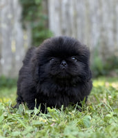 Pekingese