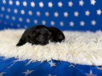 Jet Male AKC Pekingese $3625