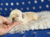 Jelly Male AKC Pekingese $3625