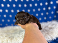 Joco Chocolate Male AKC Pekingese $3625
