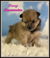 Penny Female ACA Pomeranian $1525
