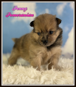 Pomeranian 