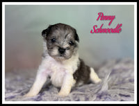 Schnoodle