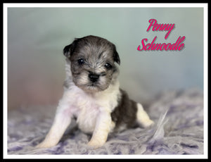 Schnoodle