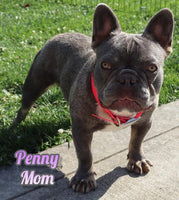 Melania Female AKC Fluffy French Bulldog $5500