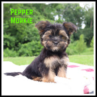 Pepper Male Morkie $850