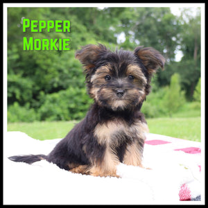 Morkie