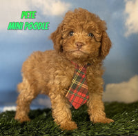 Pete Male ACA Mini Poodle $925