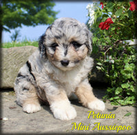 Mini Aussiepoo