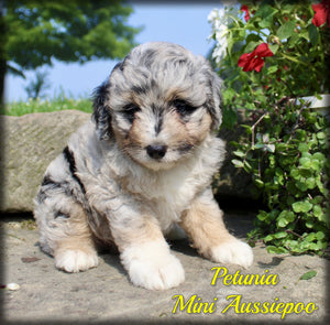Mini Aussiepoo