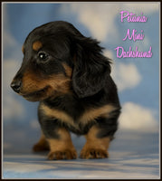 Mini Dachshund
