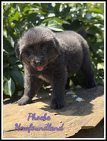 Phoebe Female Newfoundland $1625
