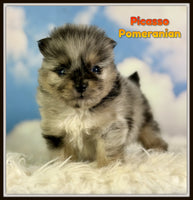 Picasso Male ACA Pomeranian $2325