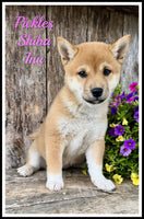 Shiba Inu