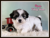 Piper Female Teddy Bear $875