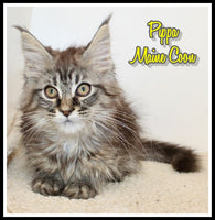 Pippa Female Maine Coon $1500
