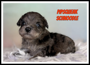 Schnoodle