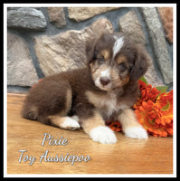 Pixie Female Toy Aussiepoo $795