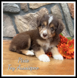 Toy Aussiepoo